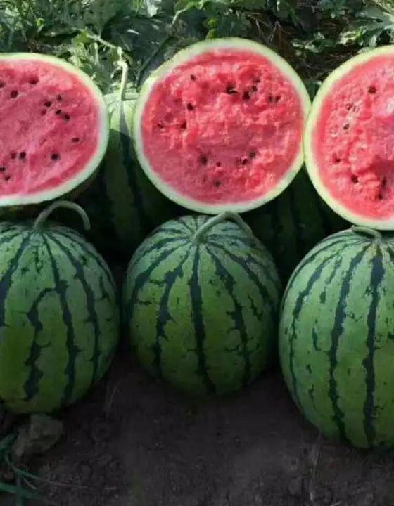 瓜咋吃才能更好吃视频,解锁美味瓜果的完美食用技巧