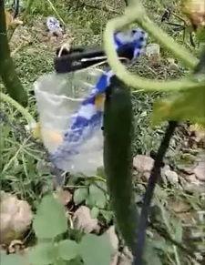 徐州最新吃瓜事件真相视频,揭秘真相视频全解析