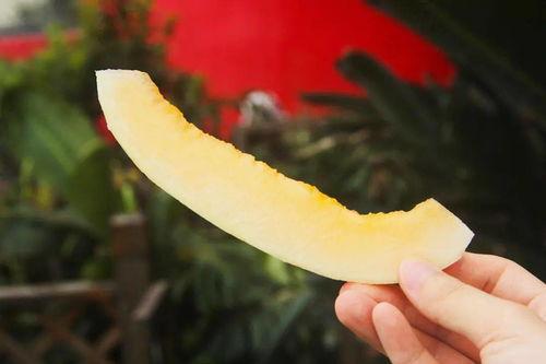 速度吃瓜视频,揭秘短视频时代的传播速度与影响力