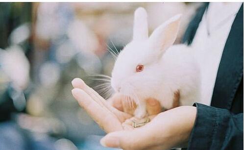 小兔子吃凉瓜视频大全,视频大全精选回顾