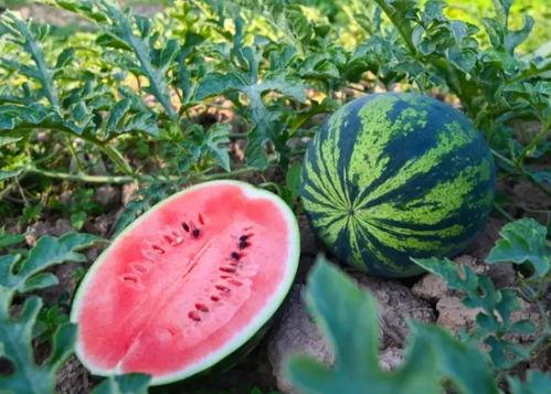 夏天来啦吃瓜视频,瓜果飘香——跟随“夏天来啦吃瓜”视频感受清凉一夏