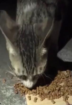 吃猫屎瓜的视频大全下载,趣味横生的动物奇观大集合