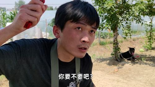 吃不起瓜视频,揭秘平民视角下的社会现象