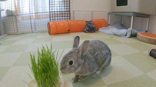 大学宿舍困困兔视频吃瓜,大学宿舍生活趣味横生