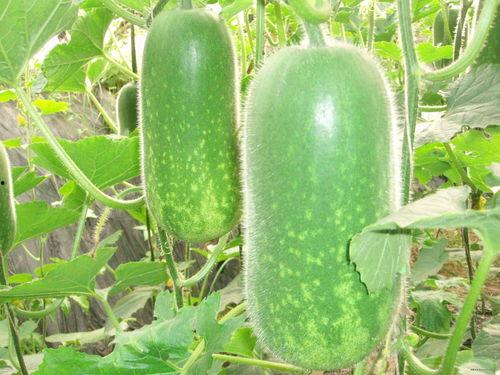 各大主播吃瓜树叶视频大全,趣味视频大盘点