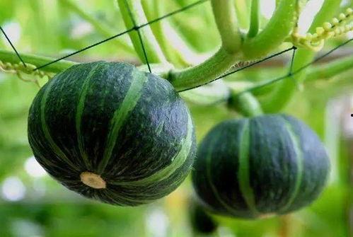 阳光尚都吃瓜的视频,揭秘网红小区的幕后故事