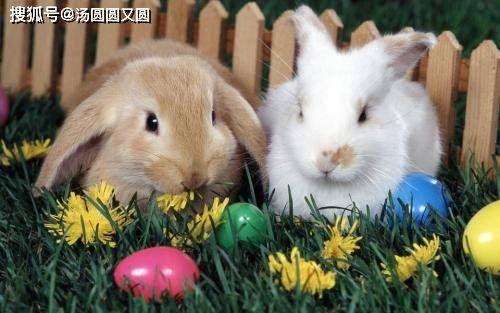 兔子可以吃四月瓜吗视频,揭秘宠物饮食之谜