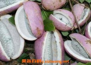 吃八月瓜视频素材下载,视频素材中的自然馈赠