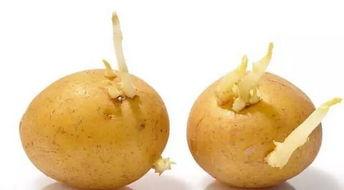 蜜瓜里长芽了可以吃吗视频,蜜瓜长芽还能食用吗?揭秘视频揭示真相