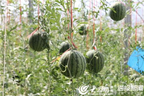 徐州丰县吃瓜事件视频曝光,真相与争议交织