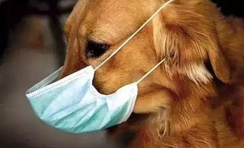 四只狗吃瓜戴口罩视频,萌态十足引网友热议