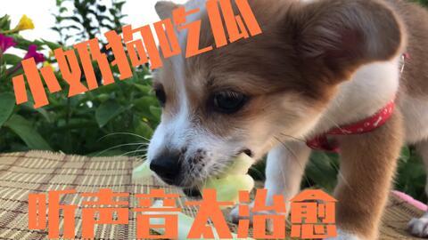 主人吃瓜狗狗叫声视频,萌态十足叫声视频走红网络