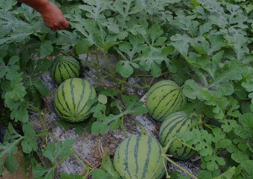河南武陟吃瓜视频,一场吃瓜盛宴背后的乡村生活画卷