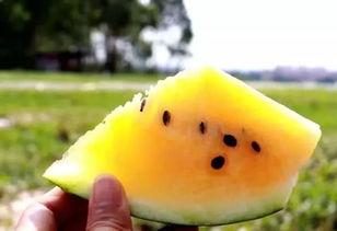 吃沙瓜的视频大全,尽享夏日清凉美味瞬间