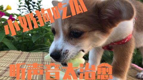 吃瓜狗的视频大全,趣味横生的搞笑瞬间大盘点