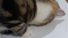 吃瓜遛鸟视频大全在线观看,吃瓜遛鸟视频大全，轻松娱乐一网打尽！