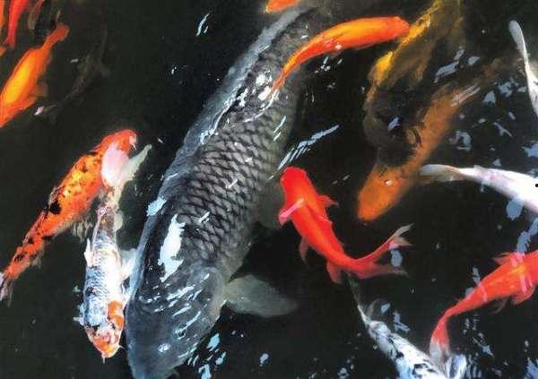 带你吃瓜和鲤鱼ace一起拍视频,鲤鱼Ace带你探秘幕后花絮