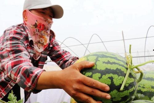 广平吃瓜视频,揭秘娱乐圈幕后故事