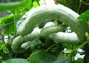 印度人吃蛇瓜视频,揭秘蛇瓜的独特风味