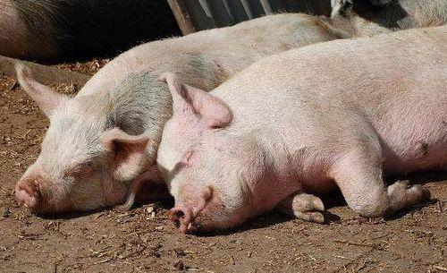 猪吃的瓜孕妇能吃吗视频,孕妇能否食用孕妇视频中所展示的猪食瓜果？